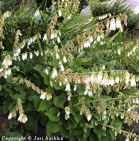 Campanula alliariifolia, herttakello
